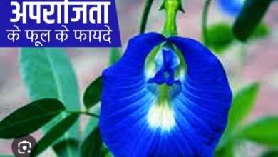 अपराजिता के प्रमुख औषधीय गुण और लाभ