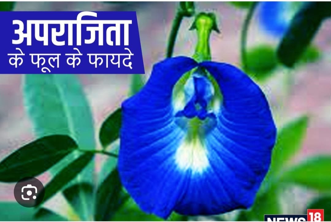 अपराजिता के प्रमुख औषधीय गुण और लाभ अपराजिता के प्रमुख औषधीय गुण और लाभ